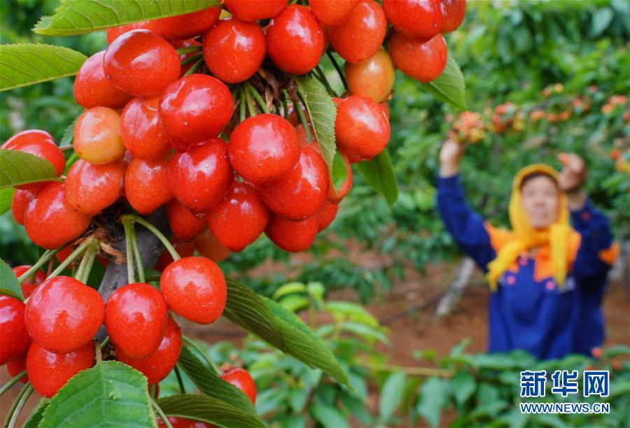 (經(jīng)濟(jì))(1)河北灤州:大櫻桃甜透果農(nóng)心