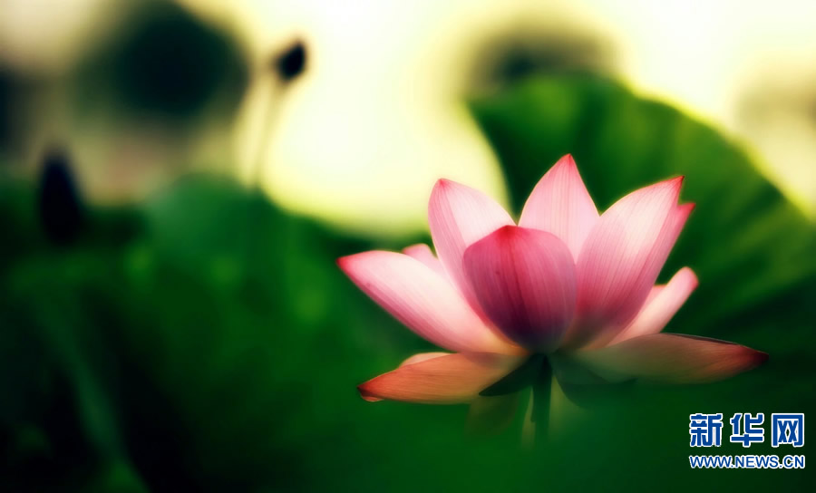 夏日觀荷正當(dāng)時 夏日觀荷正當(dāng)時