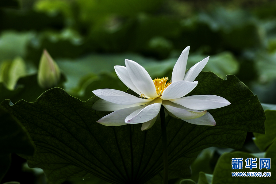 夏日觀荷正當(dāng)時 夏日觀荷正當(dāng)時