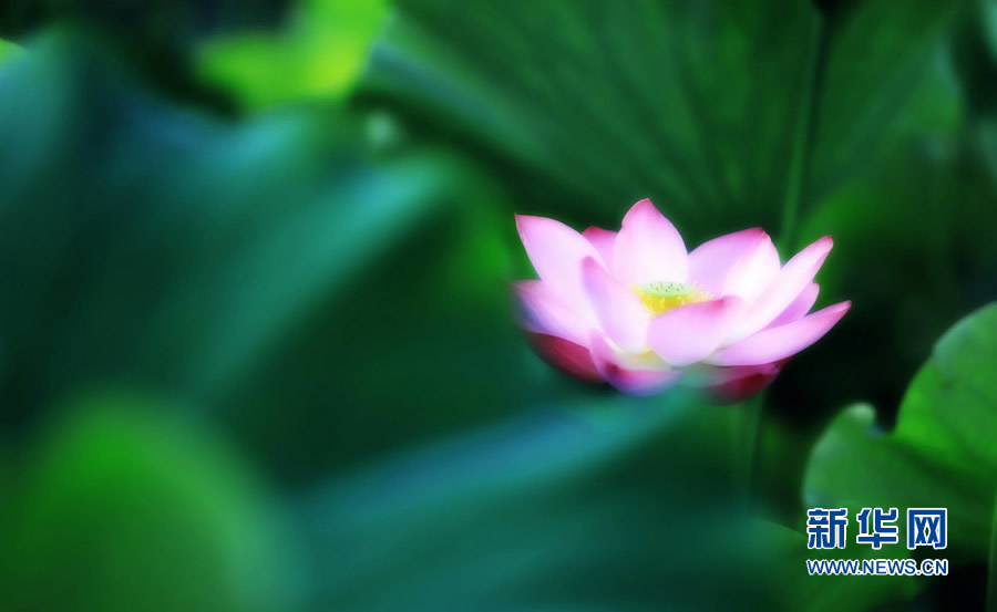 夏日觀荷正當(dāng)時 夏日觀荷正當(dāng)時