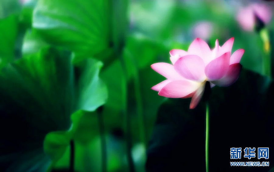 夏日觀荷正當(dāng)時 夏日觀荷正當(dāng)時