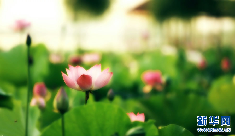 夏日觀荷正當(dāng)時 夏日觀荷正當(dāng)時