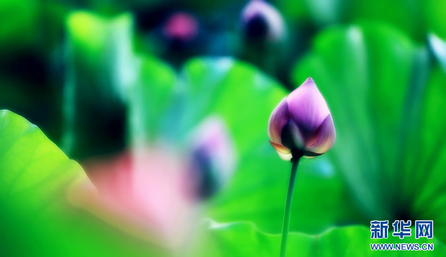 夏日觀荷正當(dāng)時 夏日觀荷正當(dāng)時