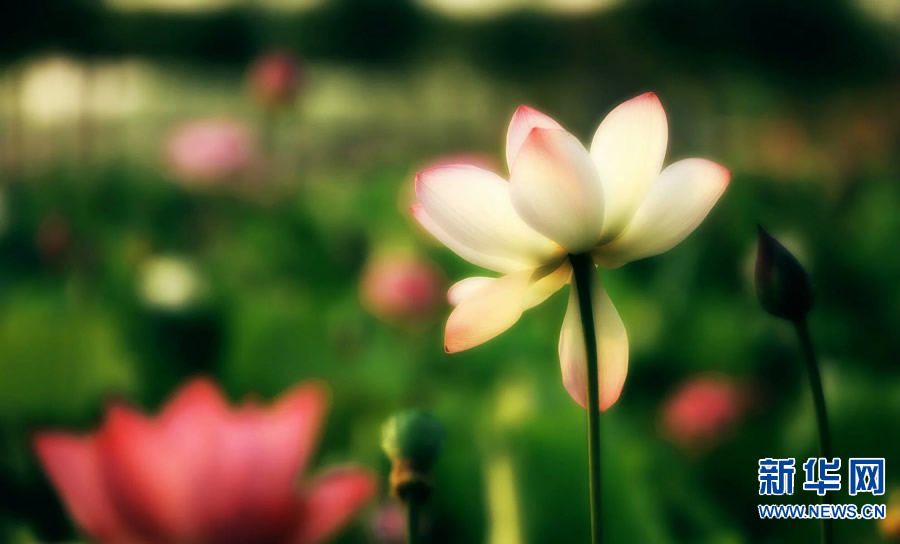 夏日觀荷正當(dāng)時 夏日觀荷正當(dāng)時