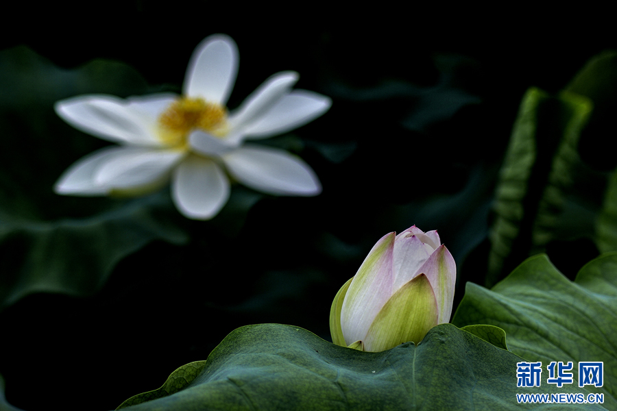 夏日觀荷正當(dāng)時 夏日觀荷正當(dāng)時