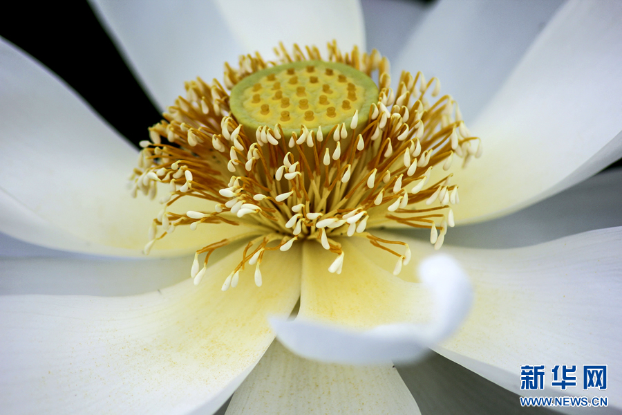 夏日觀荷正當(dāng)時 夏日觀荷正當(dāng)時