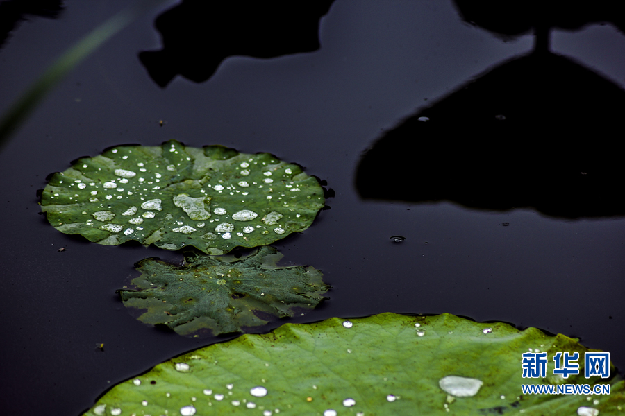 夏日觀荷正當(dāng)時 夏日觀荷正當(dāng)時